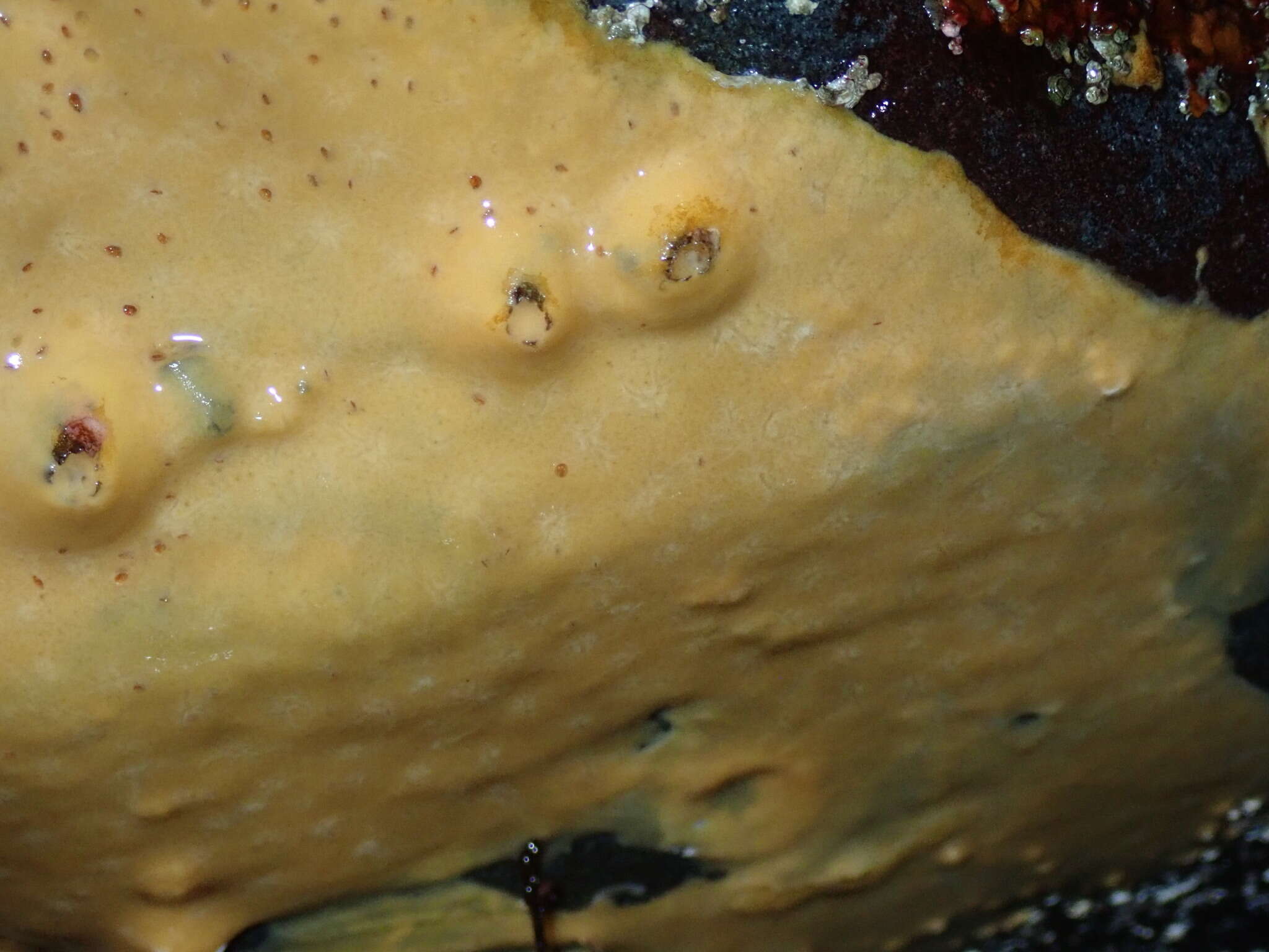 Image of sacred horny sponge