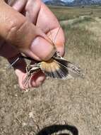 Image of Blue-legged Grasshopper