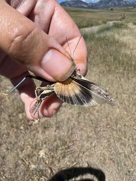 Image of Blue-legged Grasshopper