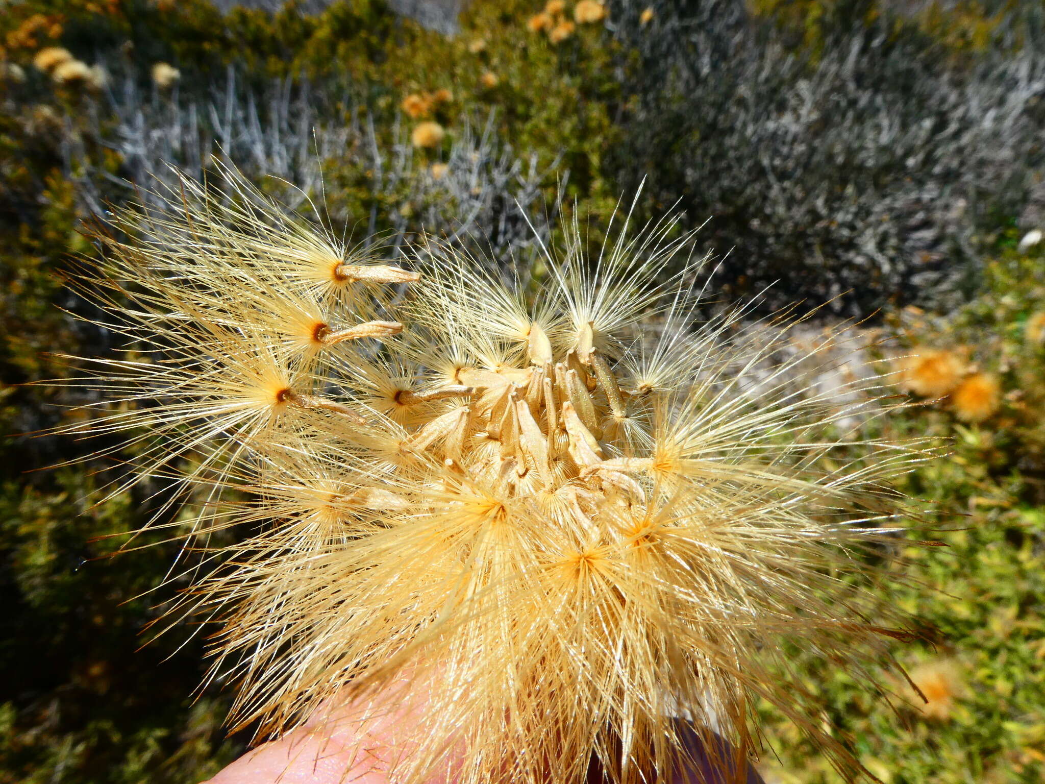 Image of Pteronia onobromoides DC.