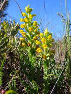 Image of Corycium crispum (Thunb.) Sw.