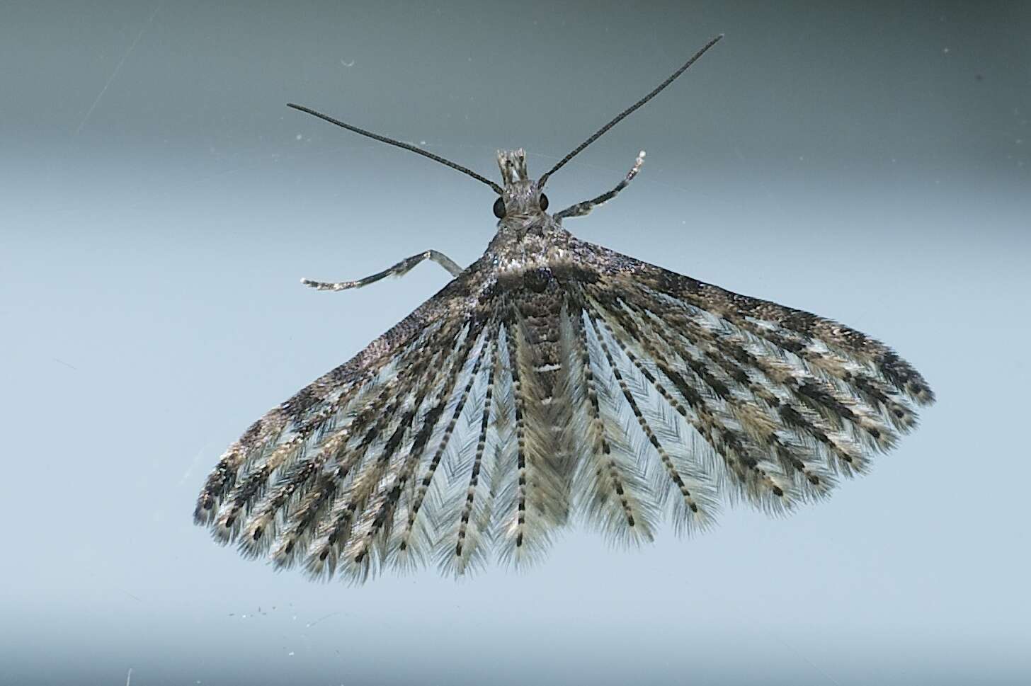 Image of Montana Six-plume Moth