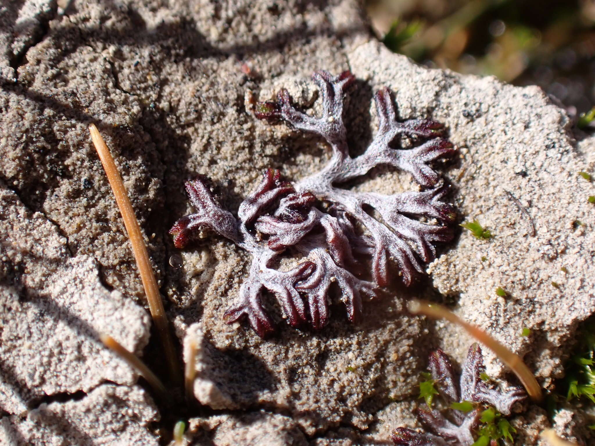 Image of Riccia multifida (Steph.) Steph.