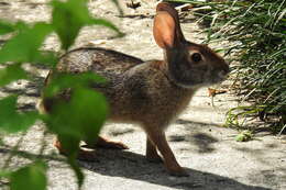 Image of Swamp Rabbit