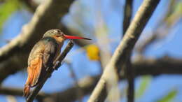 Image of Cinnamon Hummingbird