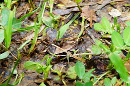 صورة Lithobates sierramadrensis (Taylor 1939)