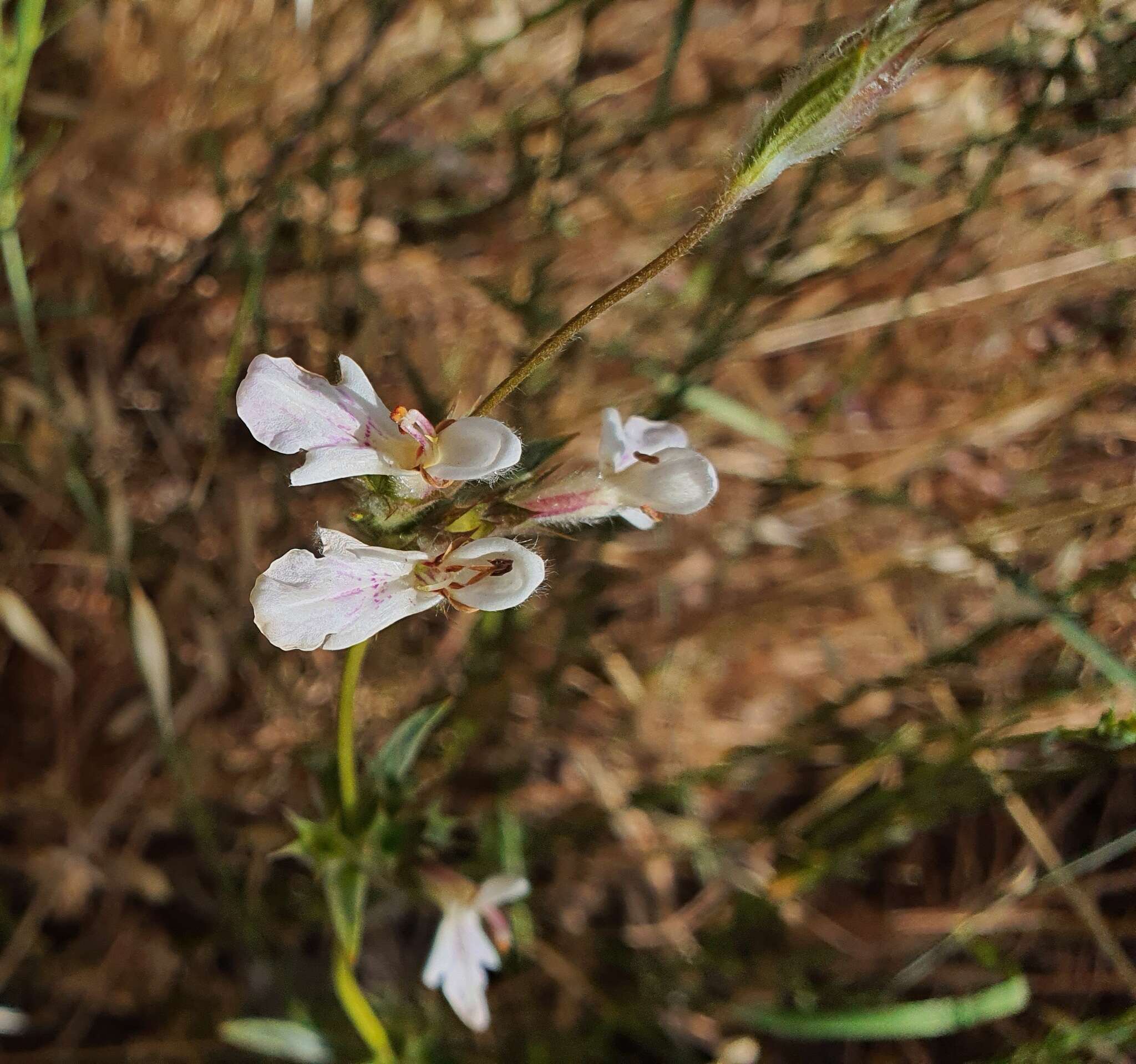 Image of Stachys distans Benth.