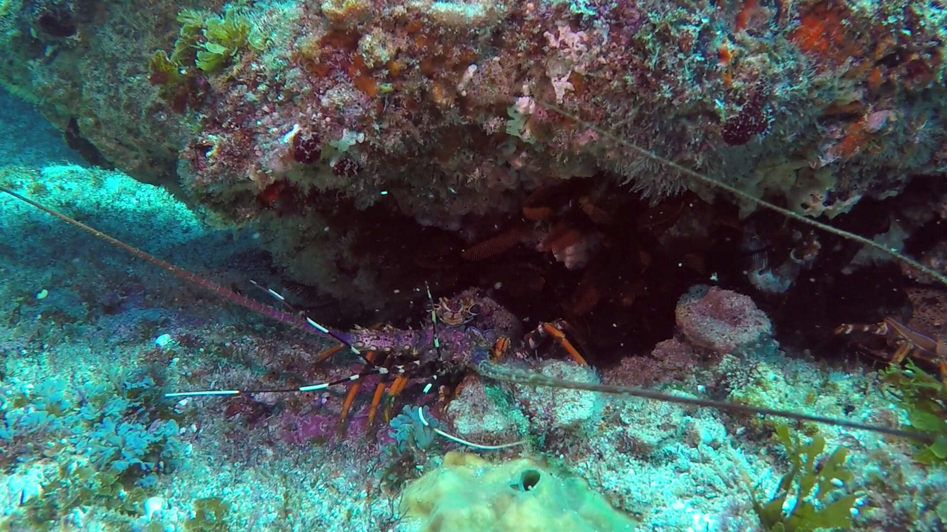 Image of Scalloped Spiny Lobster