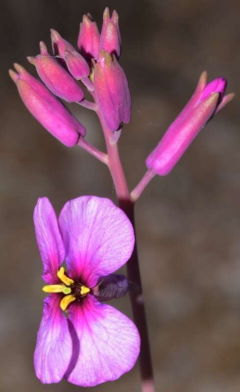 Imagem de Moricandia moricandioides (Boiss.) Heywood