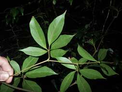 Image of Nothocissus sterculiifolia (F. Müll. ex Benth.) Latiff