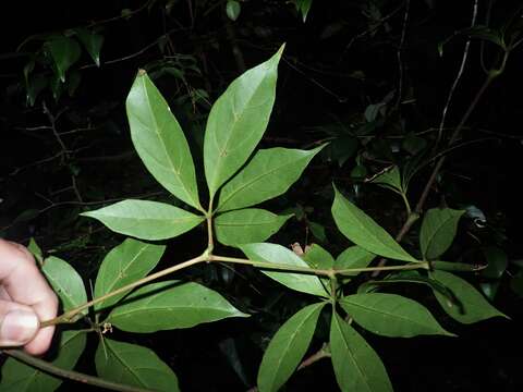 Image de Nothocissus sterculiifolia (F. Müll. ex Benth.) Latiff