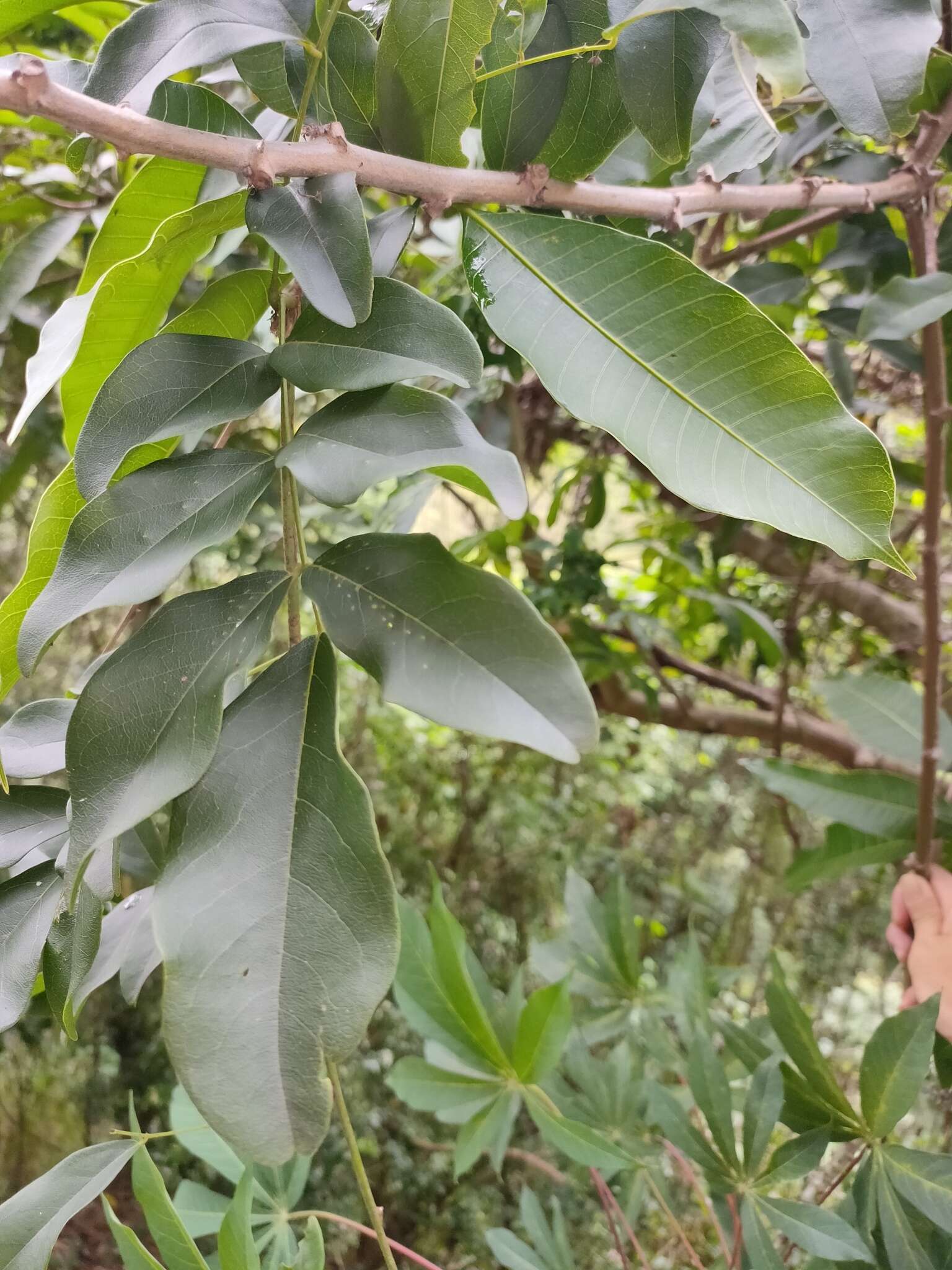 网络夏藤的圖片