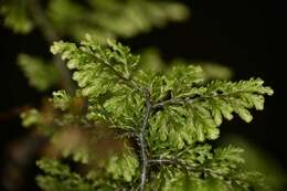 Imagem de Hymenophyllum dentatum Cav.