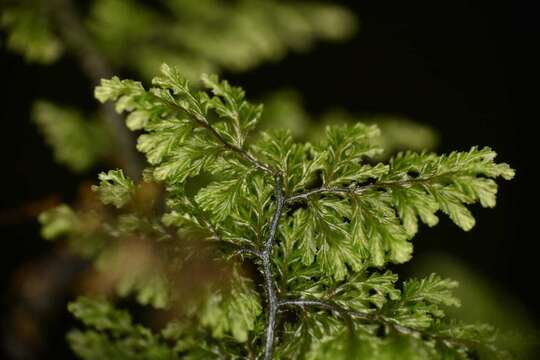 Imagem de Hymenophyllum dentatum Cav.