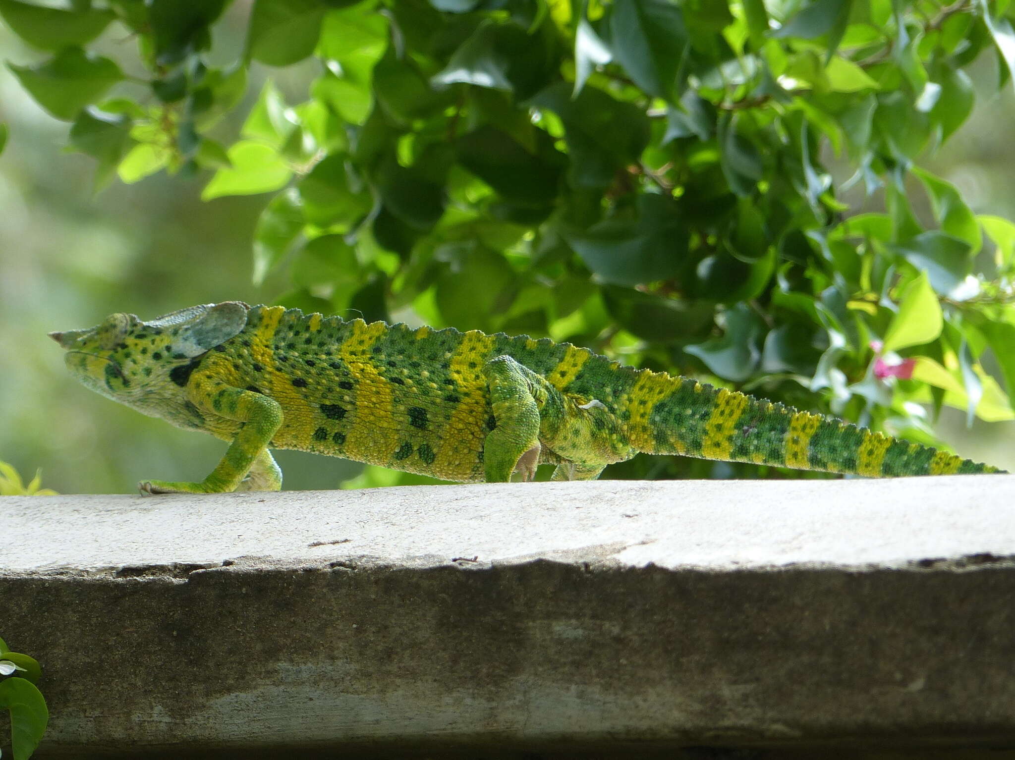 Image of Giant One-Horned Chameleon