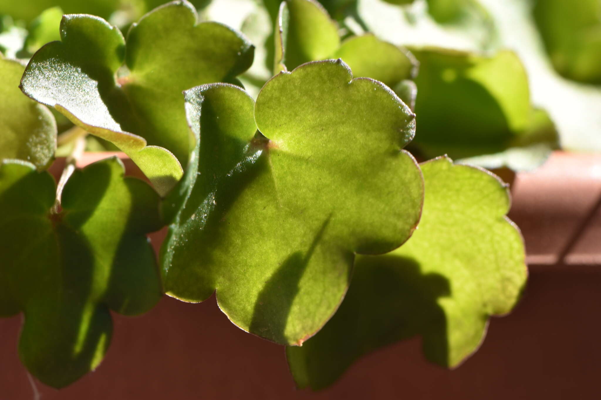 Image of Ivy-leaved Toadflax