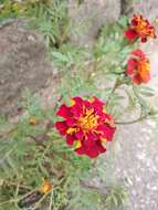 Tagetes erecta L. resmi