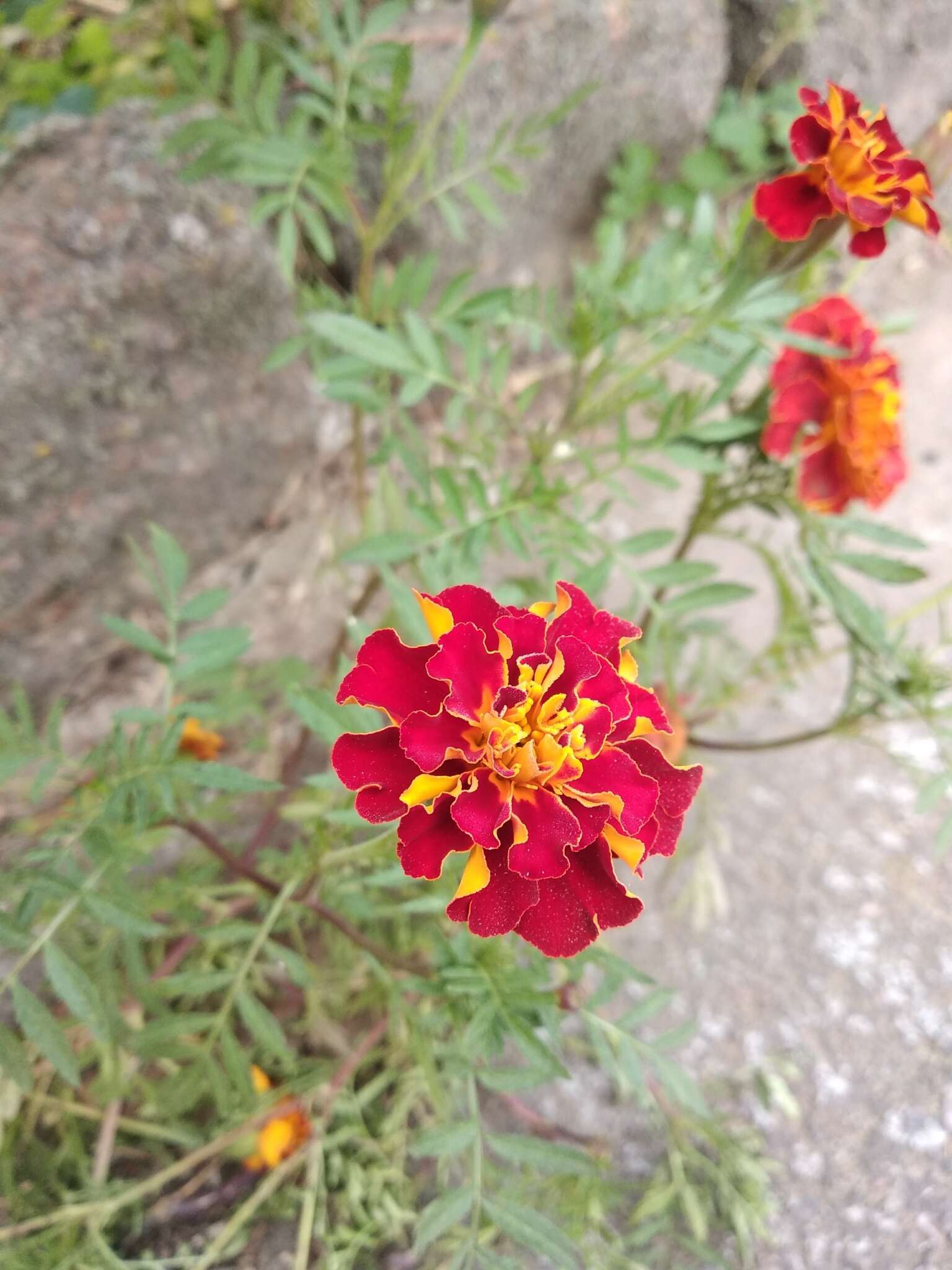 Image of French marigold