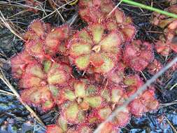 Image of Drosera cuneifolia L. fil.