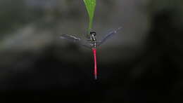 Imagem de Agrionoptera cardinalis Lieftinck 1962