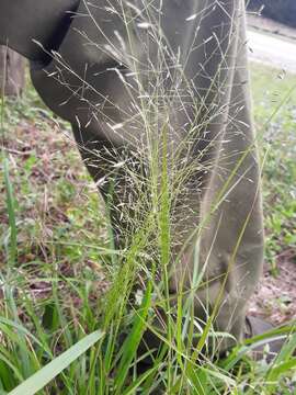 Imagem de Eragrostis intermedia Hitchc.