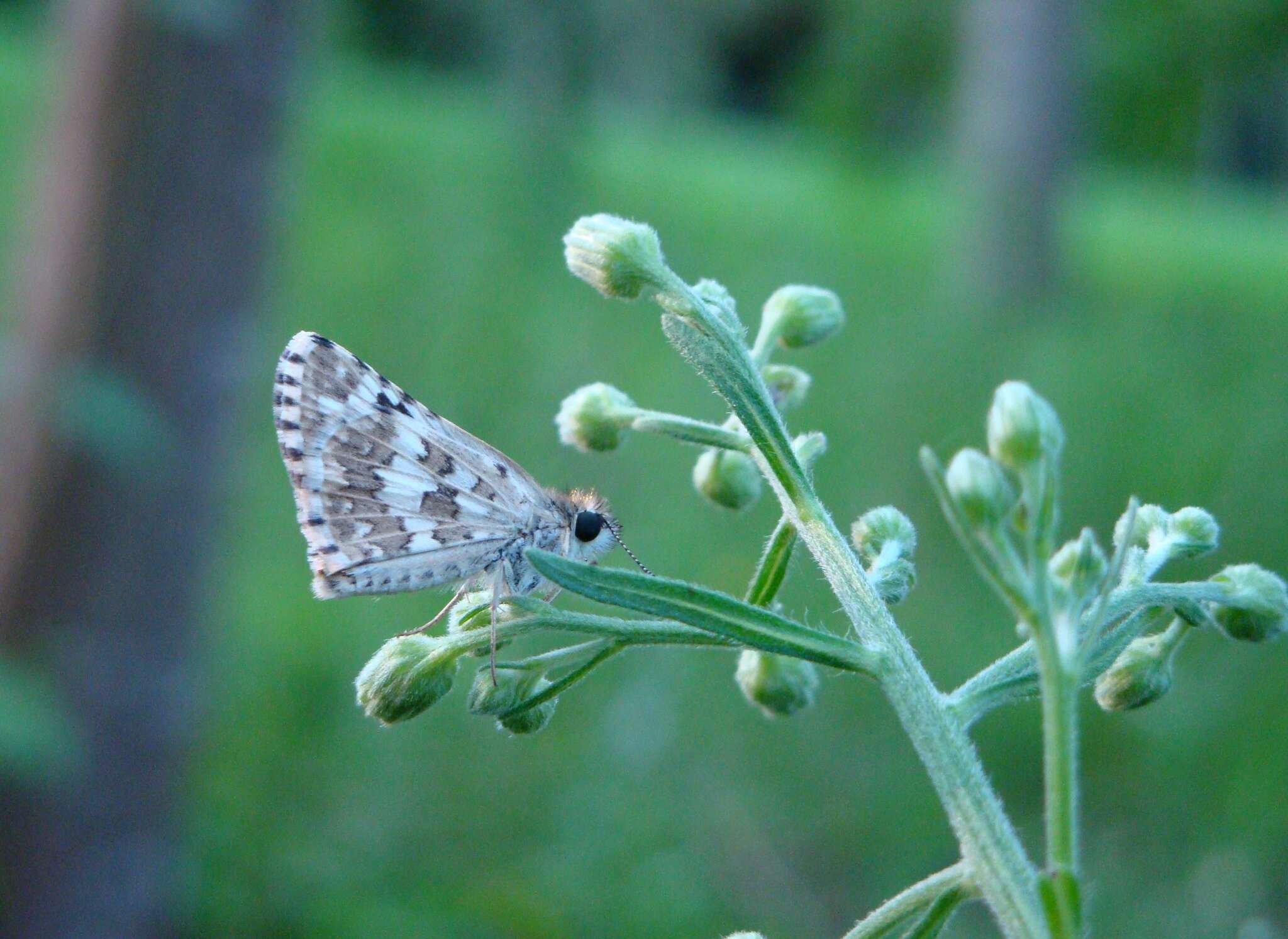 Image of <i>Burnsius orcynoides</i>