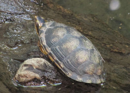Image of White-lipped mud turtle