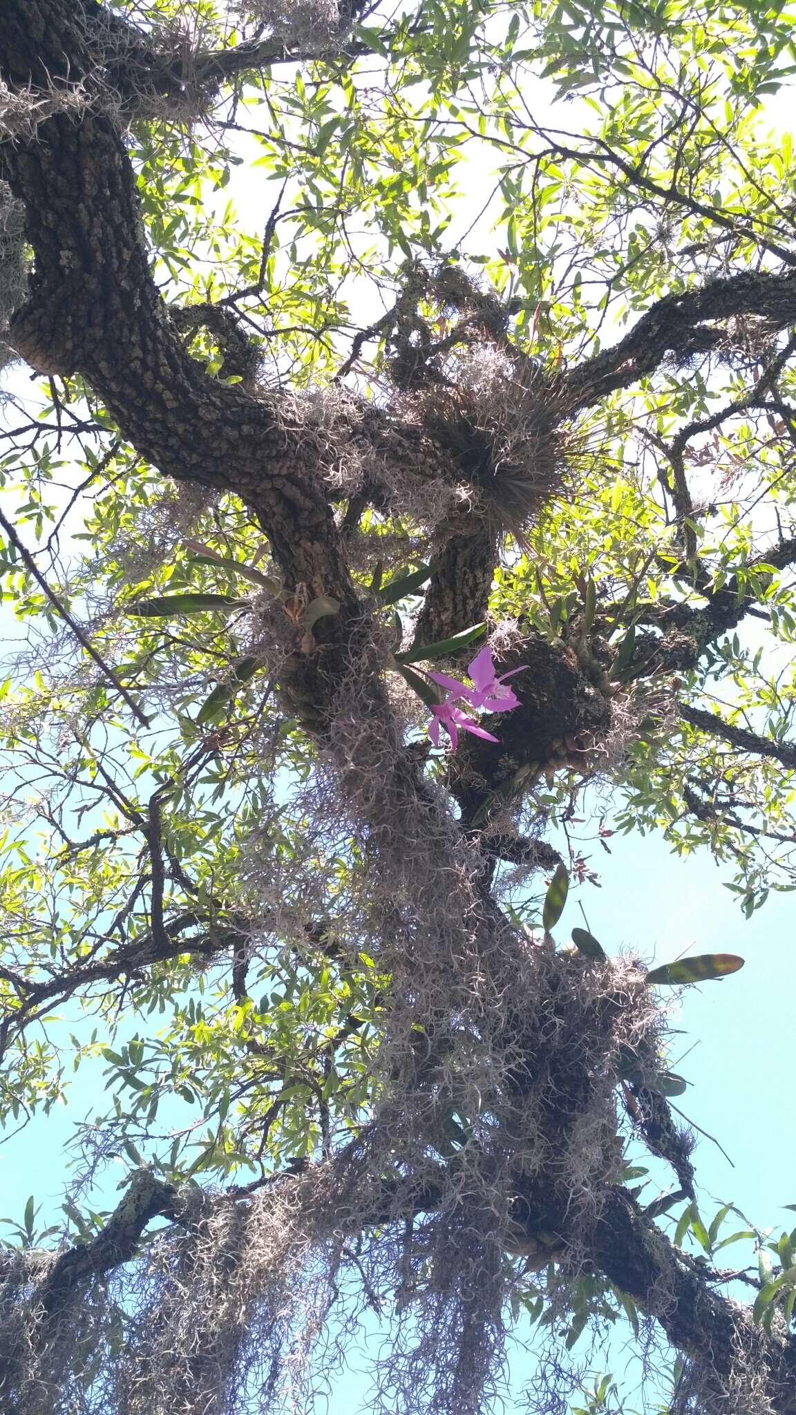 Слика од Laelia speciosa (Kunth) Schltr.