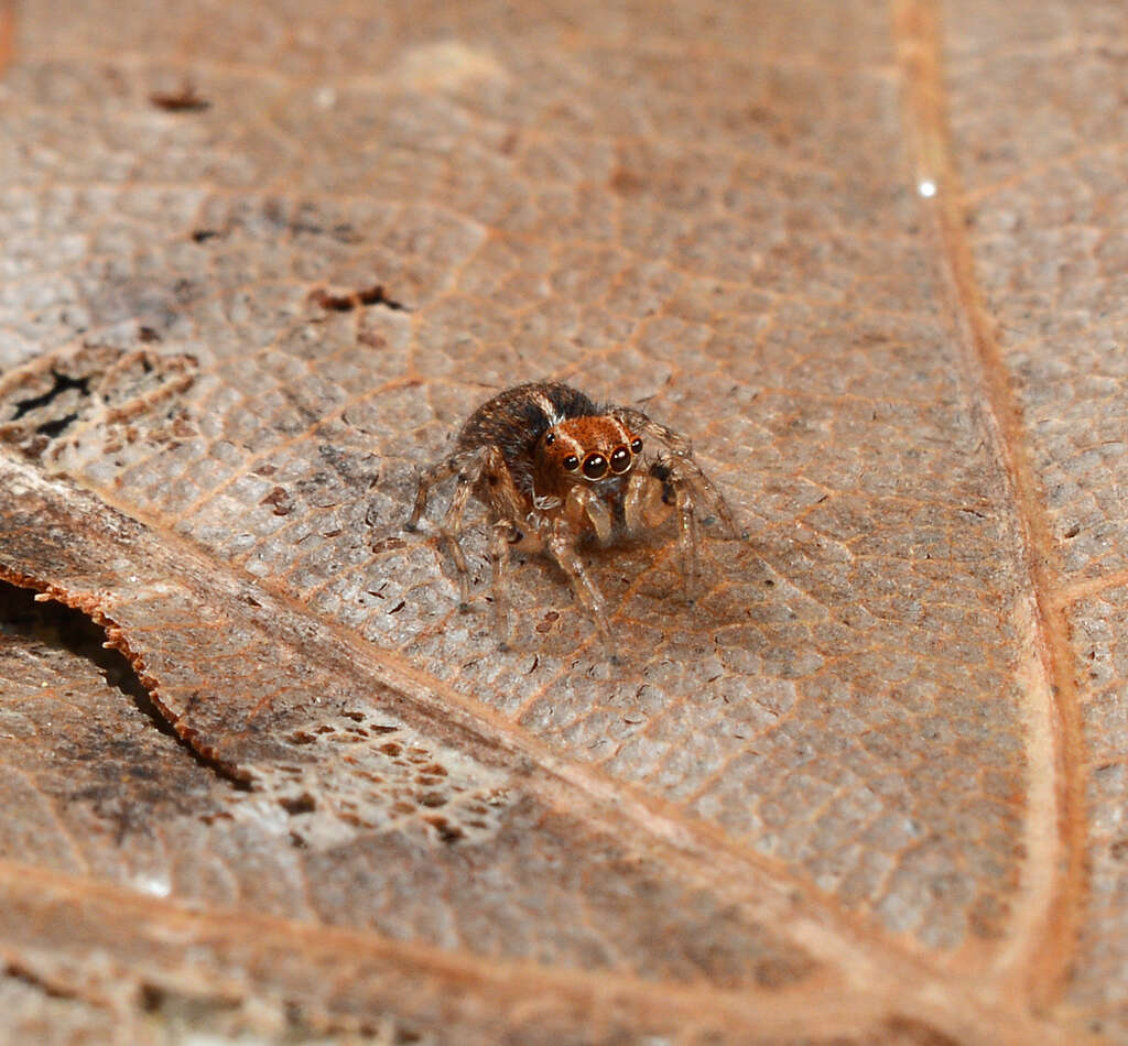 Image of Naphrys xerophila (Richman 1981)