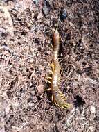 Image of Scolopendra pomacea C. L. Koch 1847