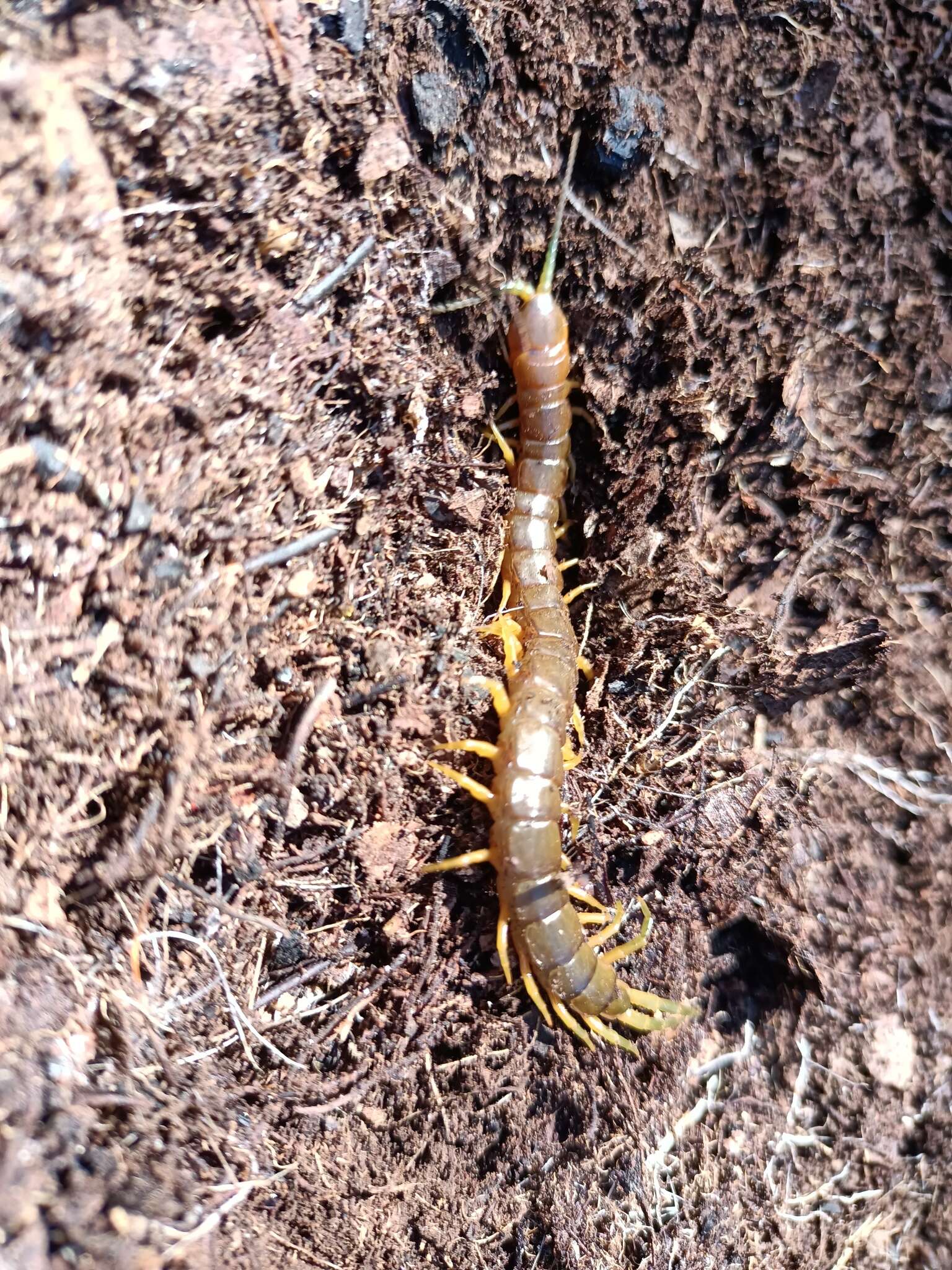 Image of Scolopendra pomacea C. L. Koch 1847