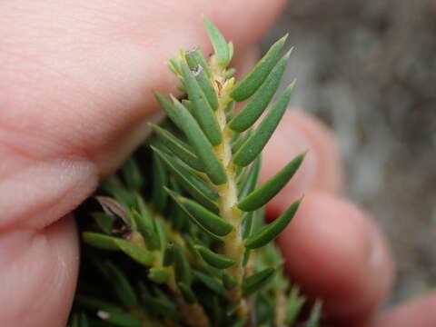 Image of Diosma subulata Wendl.