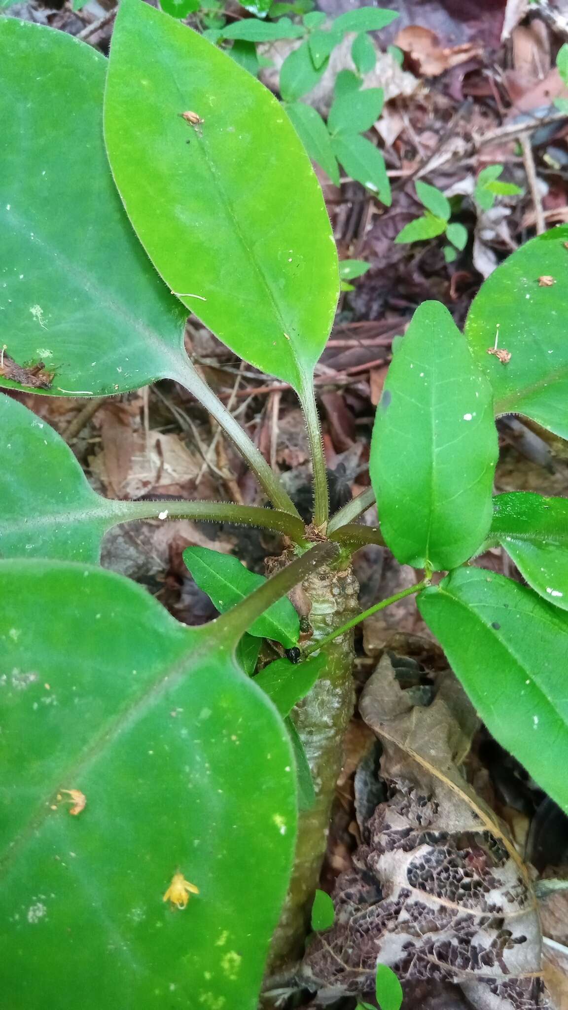 Слика од Euphorbia denisiana var. ankarensis