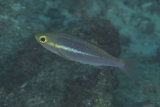 Image of Goldstripe whiptail