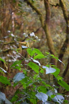 صورة Schistocarpha platyphylla Greenm.