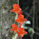 Image of Columnea arguta C. V. Morton