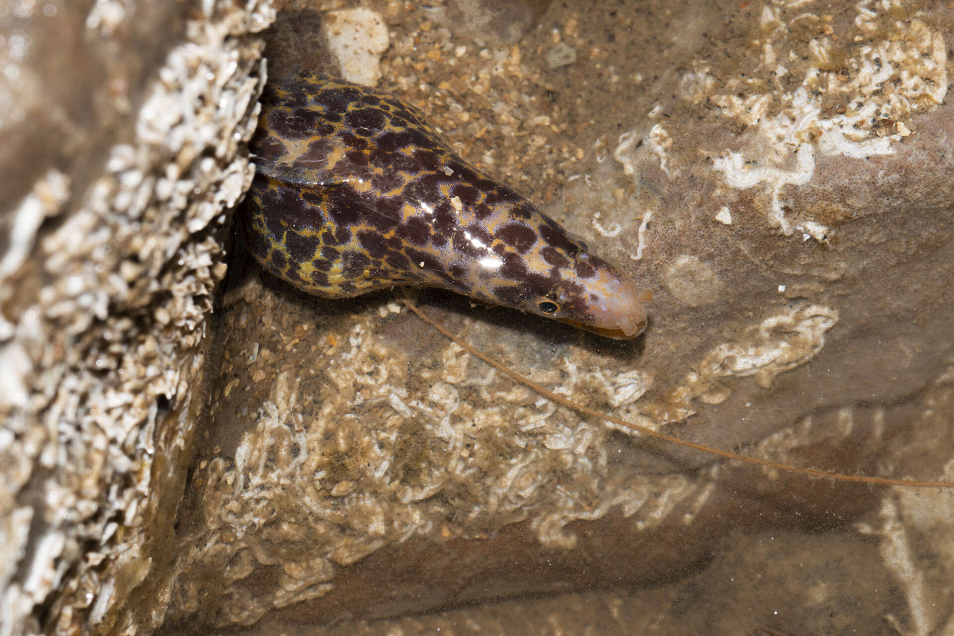 Image of False spotted moray