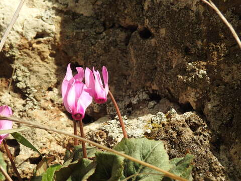 Imagem de Cyclamen persicum Miller