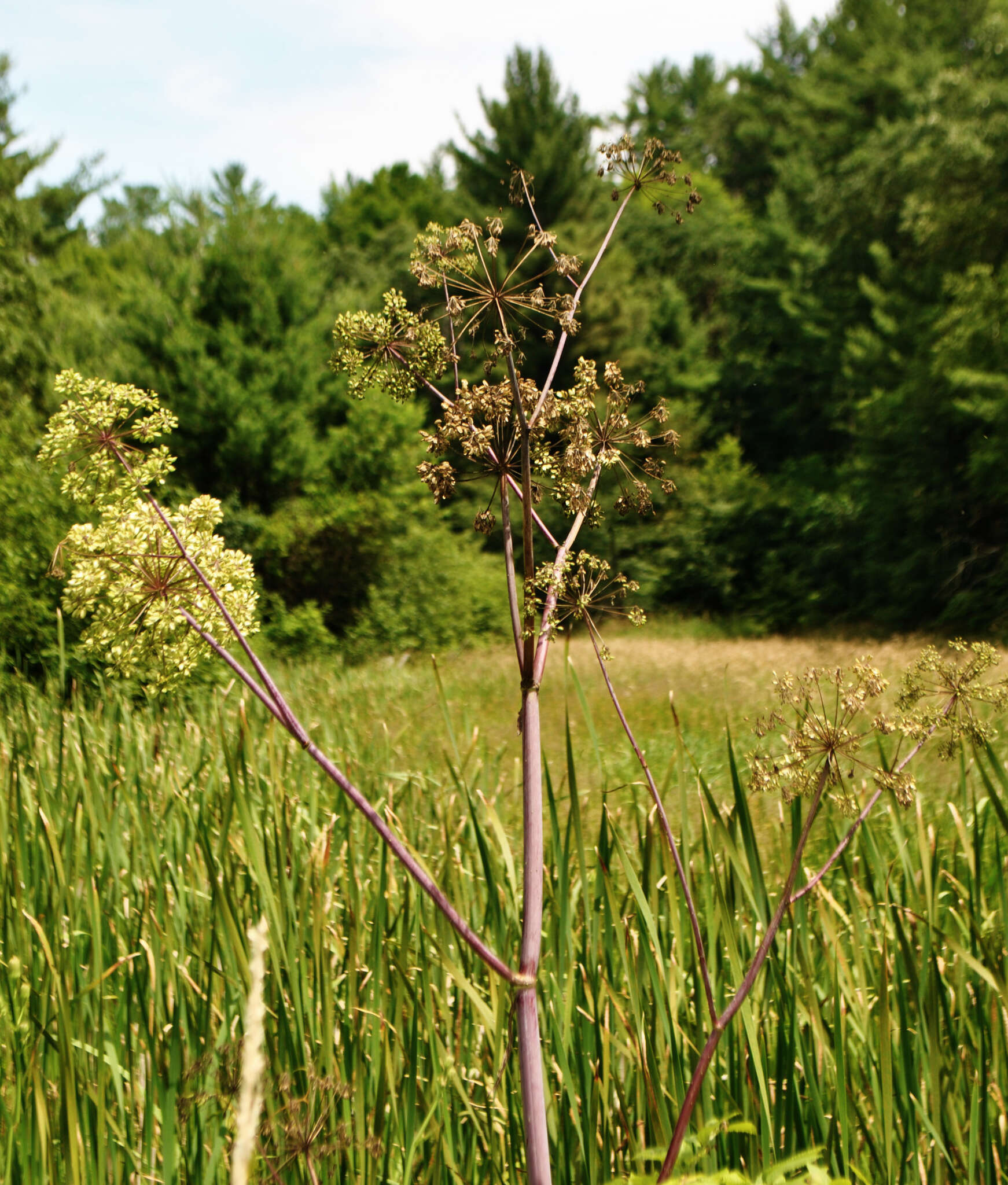 صورة Angelica atropurpurea L.