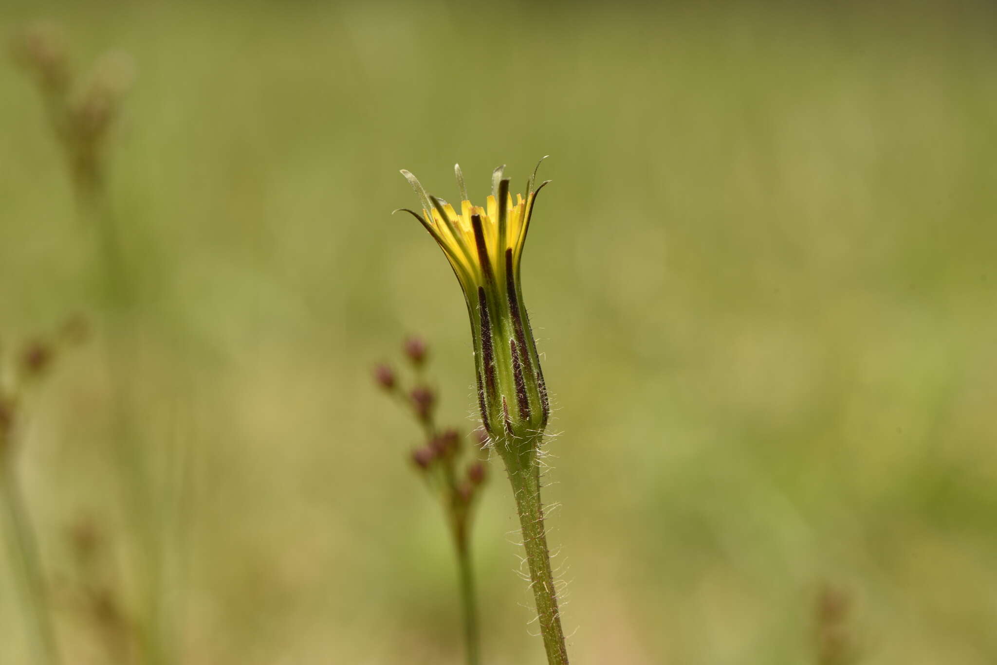 Image of Hypochaeris megapotamica Cabrera