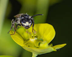 Image of Cresson's Andrena