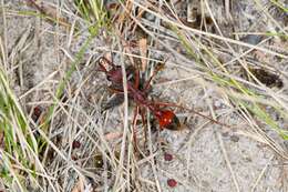 Image of Myrmecia nigriscapa Roger 1861