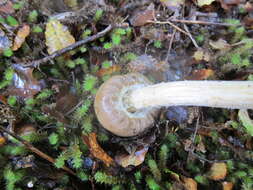 Image of Cortinarius epiphaeus (E. Horak) Peintner & M. M. Moser 2002