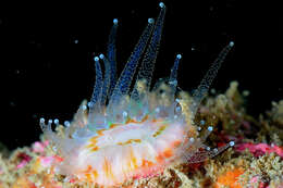 Caryophyllia subgen. Caryophyllia Lamarck 1801 resmi