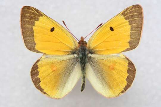 Image of Colias chrysotheme (Esper 1777)