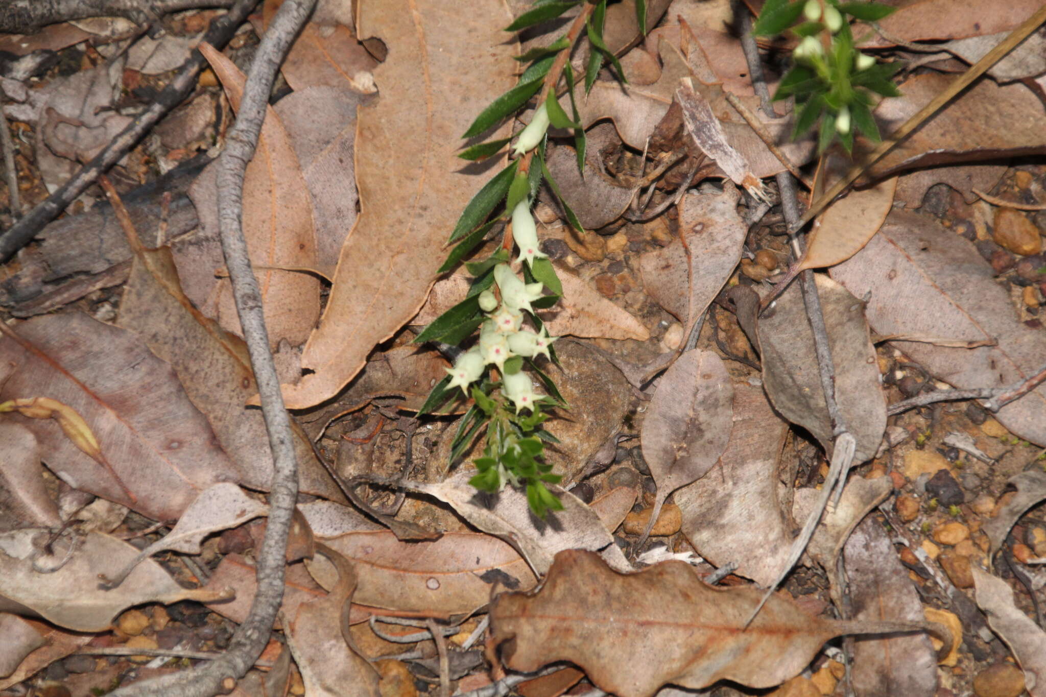 Image of Astroloma pallidum R. Br.