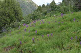 Image of Dactylorhiza umbrosa (Kar. & Kir.) Nevski