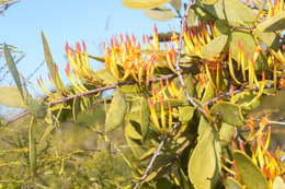 Image of Dendrophthoe vitellina (F. Müll.) Tieghem