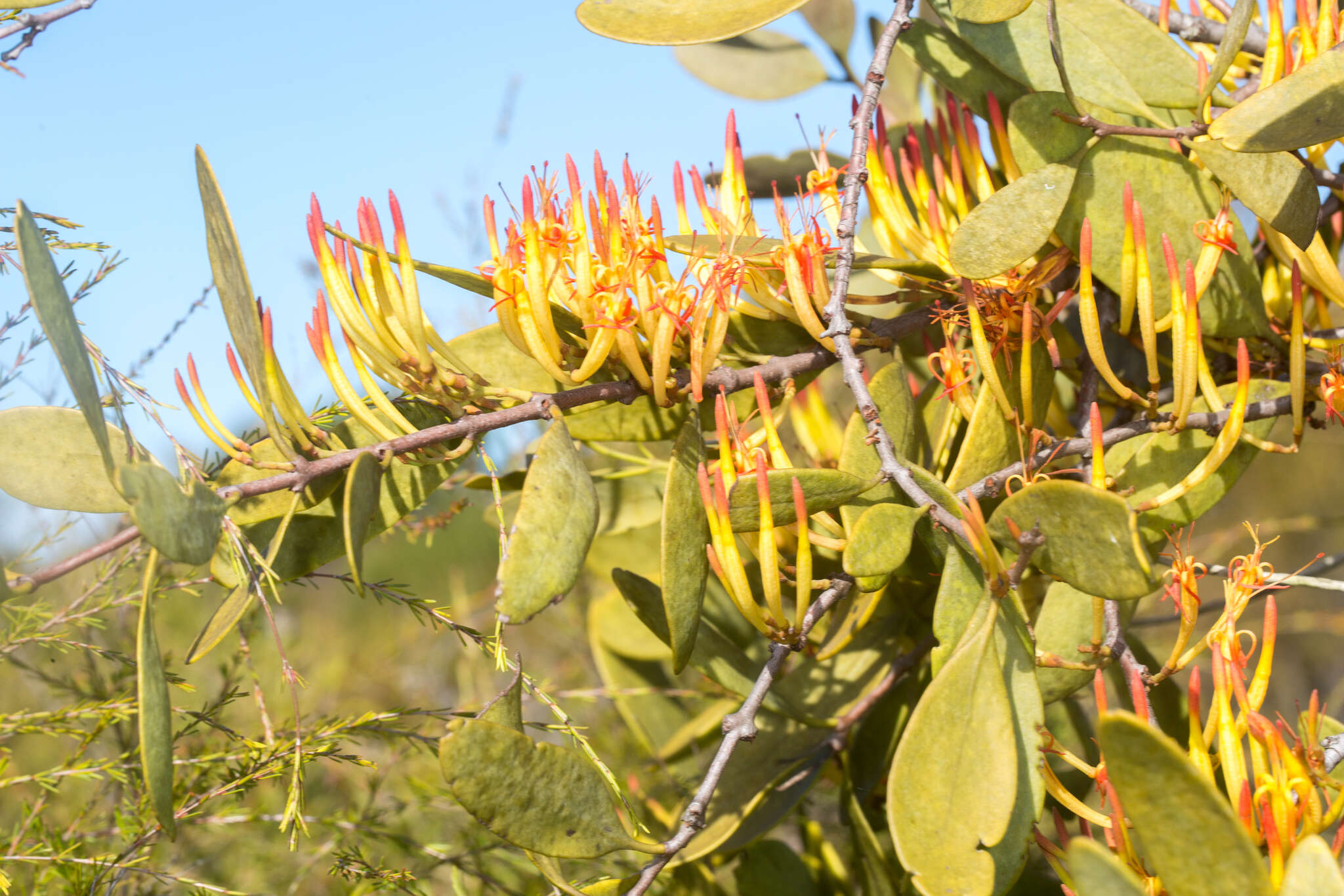 Image of Dendrophthoe vitellina (F. Müll.) Tieghem