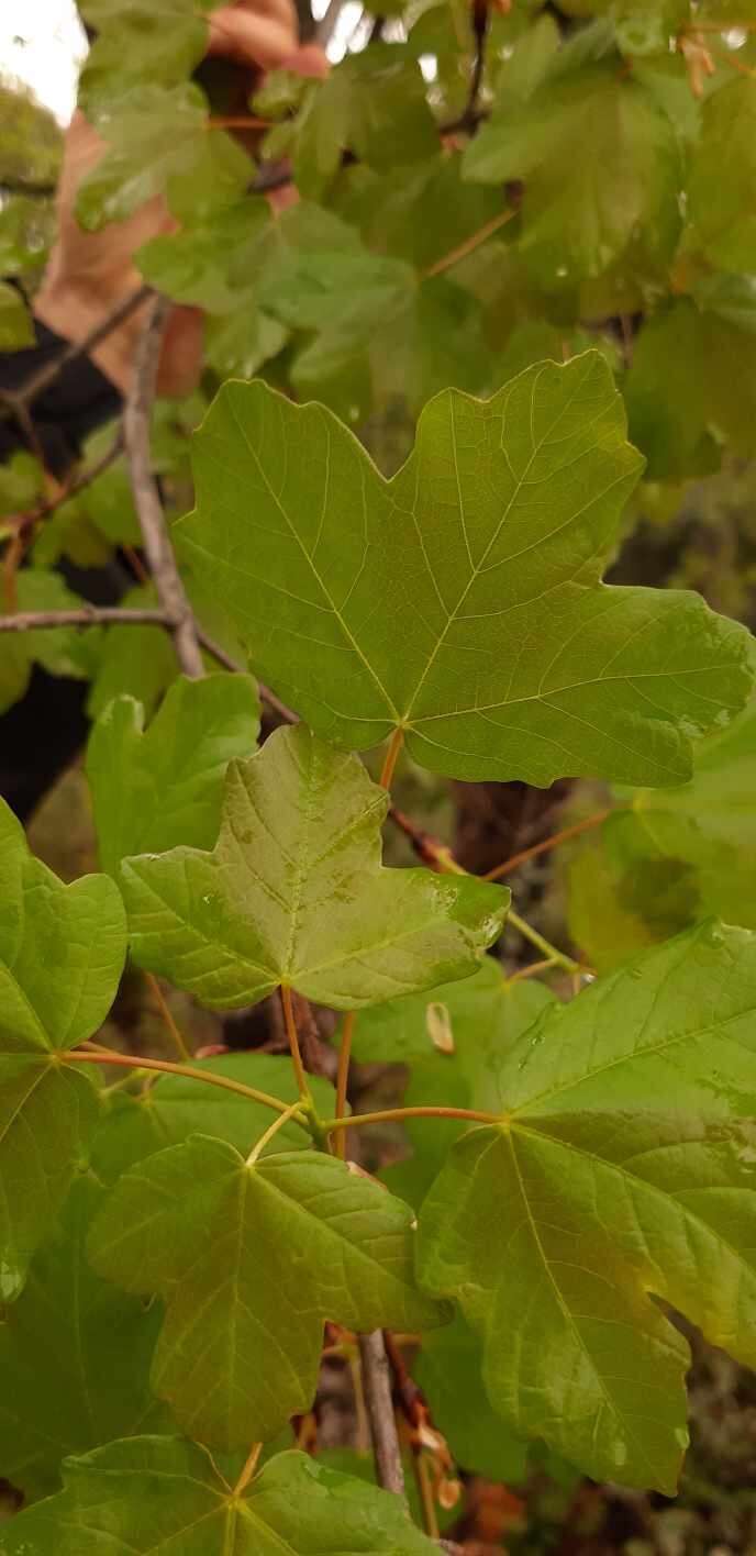 Image of Acer monspessulanum subsp. martinii (Jordan) P. Fourn.